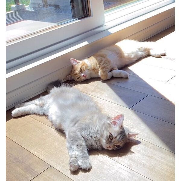 日向ぼっこするテテくんとモモちゃん