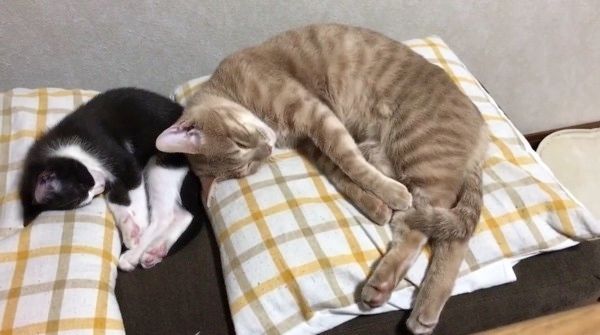 シンクロする猫