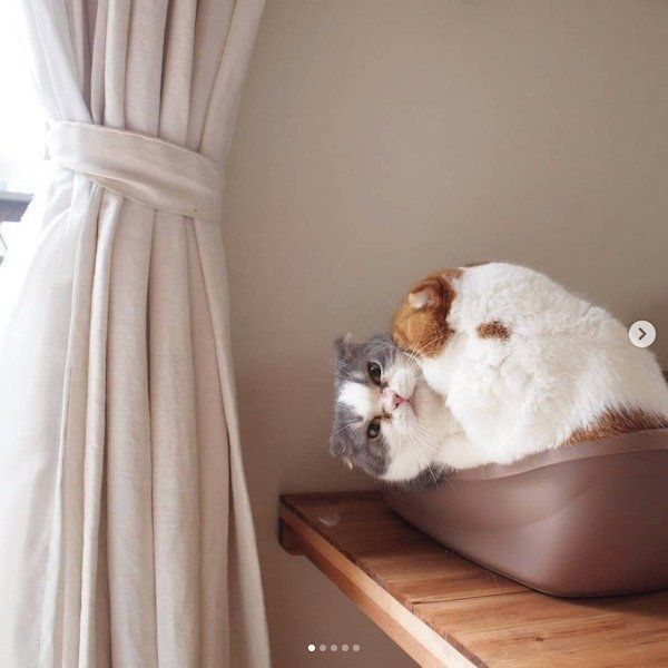 激しい揉み合いをするスコティッシュフォールド