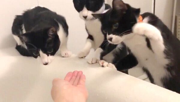 恐る恐るお湯を見つめるハチワレトリオ