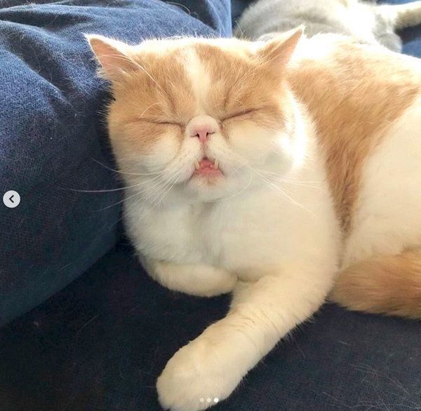 猫柄マズルの猫ヒゲホルダー