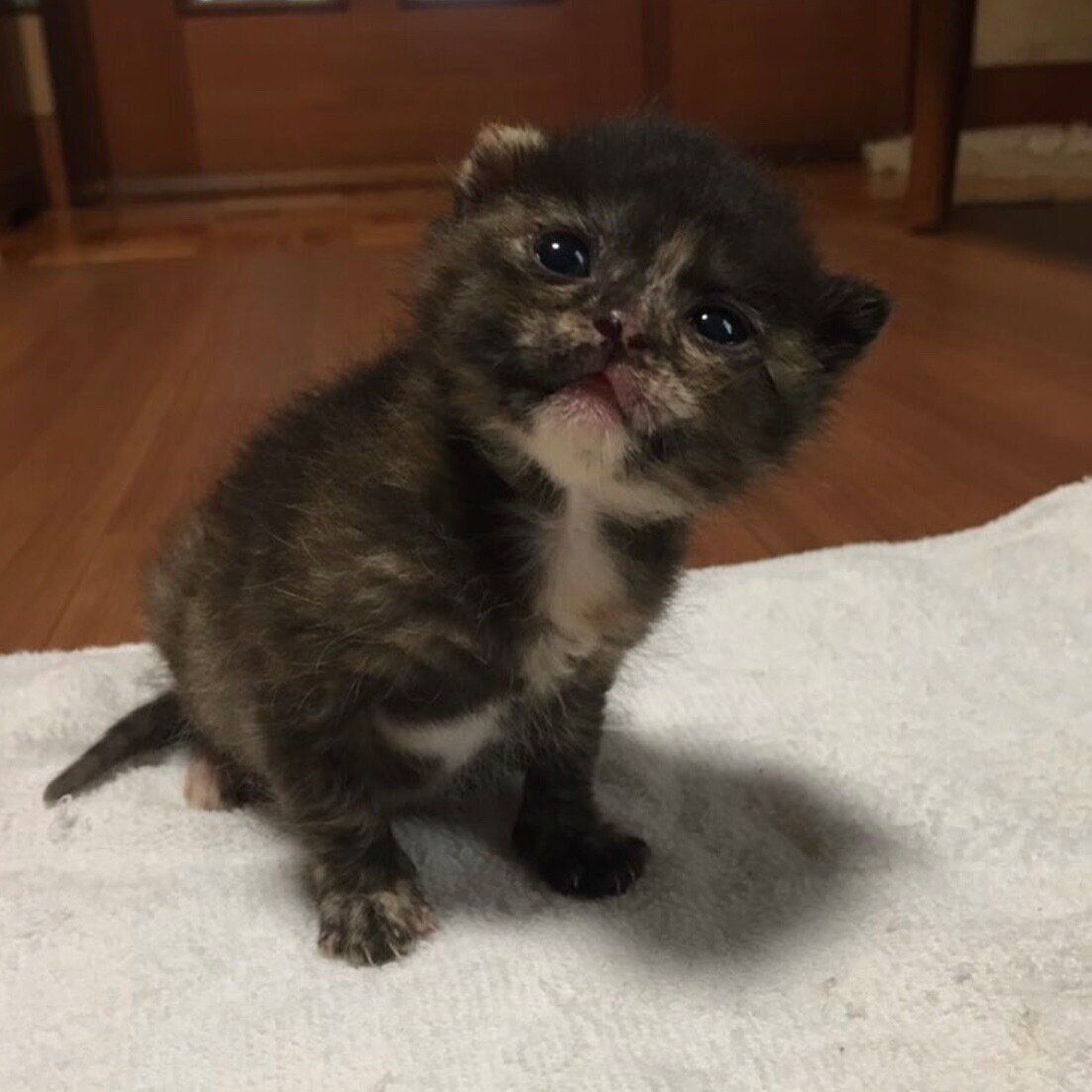 生後2週齢頃のきゅーちゃん