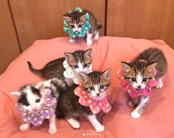 大集合するチーム「なにぬねの」