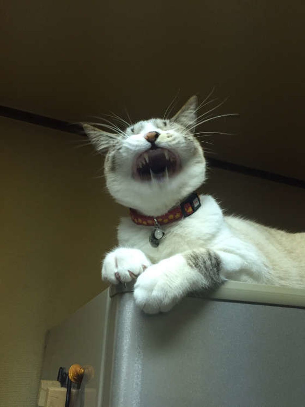 ちょっぴりホラーだけど可愛い 怖面白猫 たち ねこのきもちweb Magazine ちょっぴりホラーだけど可愛い 怖面白猫 たち ねこのきもちweb Magazine