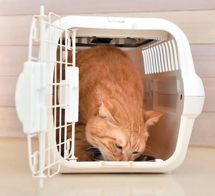 キャリーに入る猫