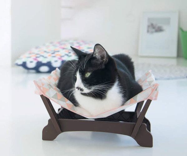 猫グッズに身をゆだねる猫