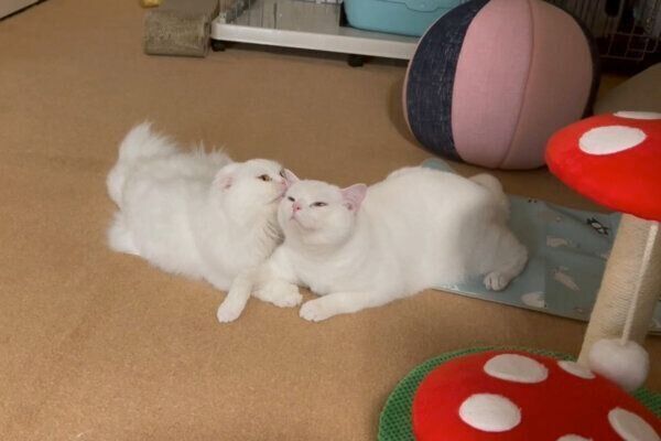 しらたまくんをグルーミングする月ちゃん