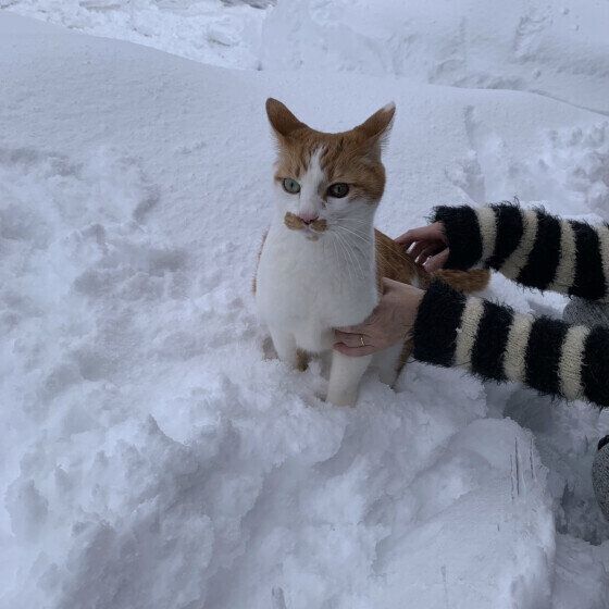 MIXのみかんくん