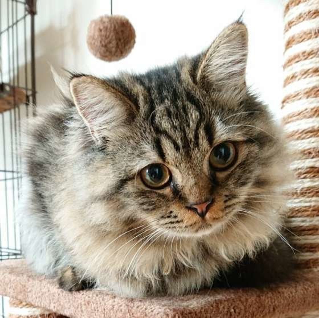 まるで動くぬいぐるみ モフモフ猫 ラガマフィン と暮らすには ねこのきもちweb Magazine まるで動くぬいぐるみ モフモフ猫 ラガマフィン と暮らすには ねこのきもちweb Magazine
