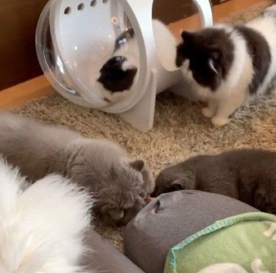 酔っ払う猫