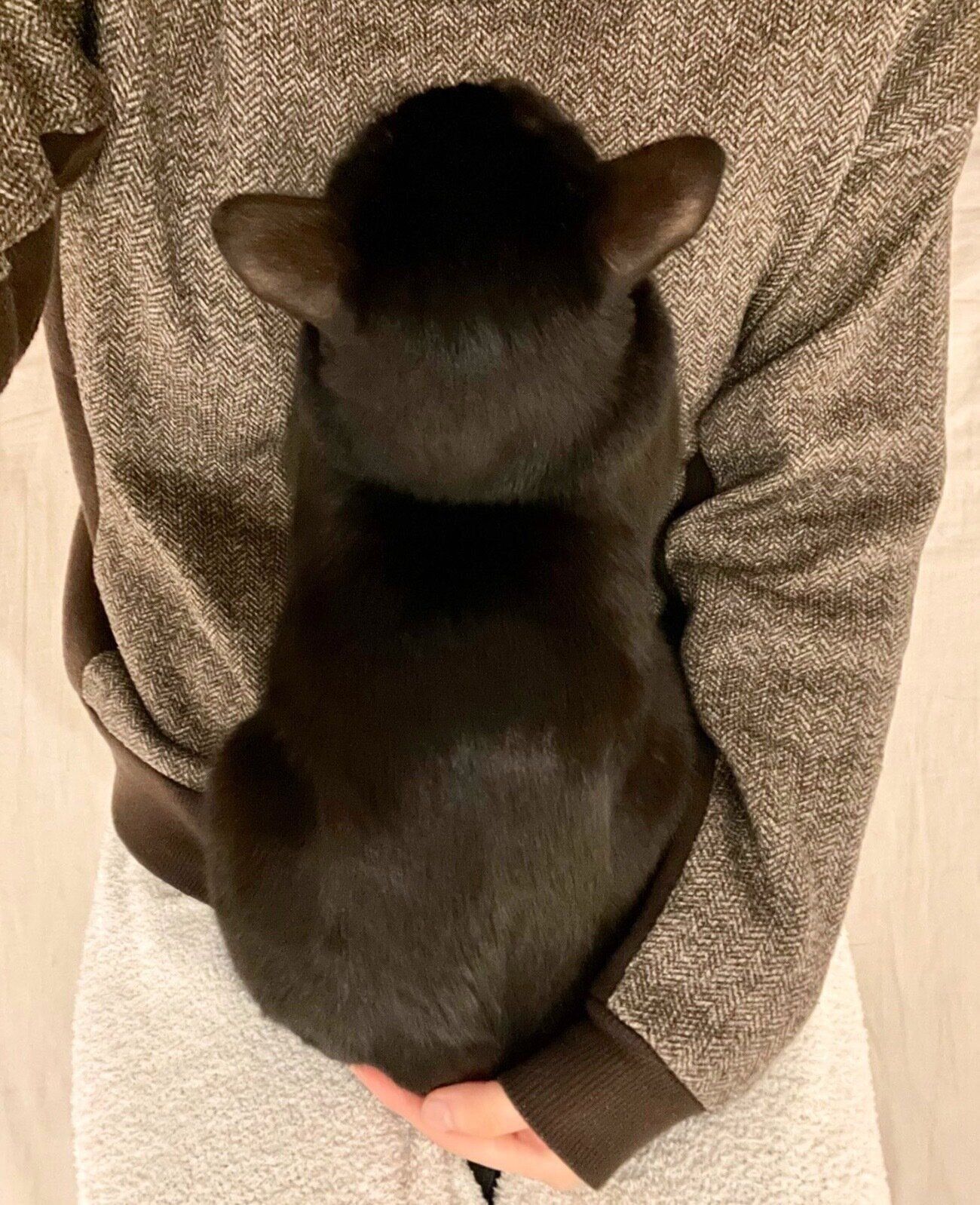 飼い主さんに甘えるこぐまくん