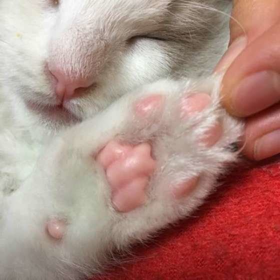 飼い主さんの手とラグドールの肉球