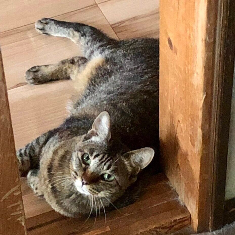 廊下から見あげるさくらさん