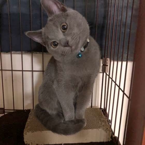 首をかしげるシャルトリュー