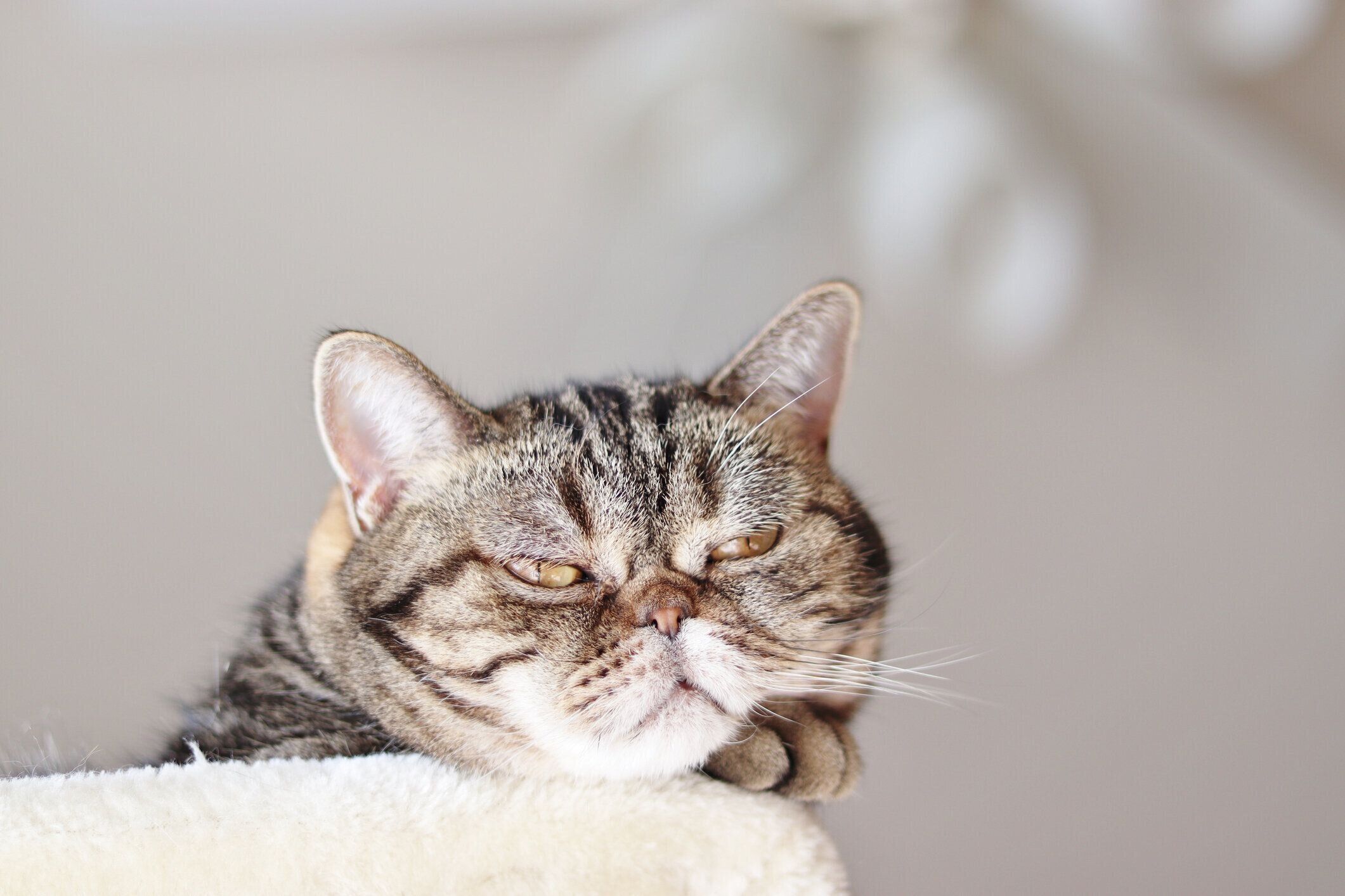 不機嫌な表情をした猫