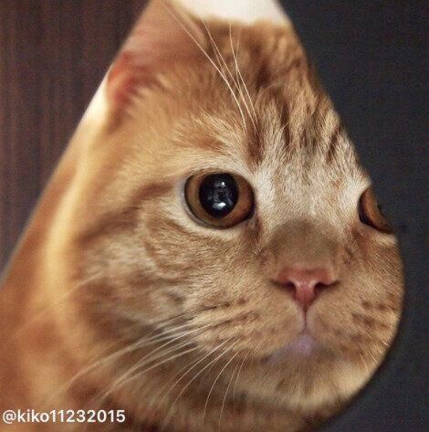 こちらを見つめるアランくん