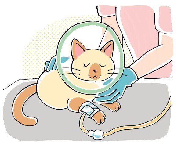 イラスト／はなさきロージー