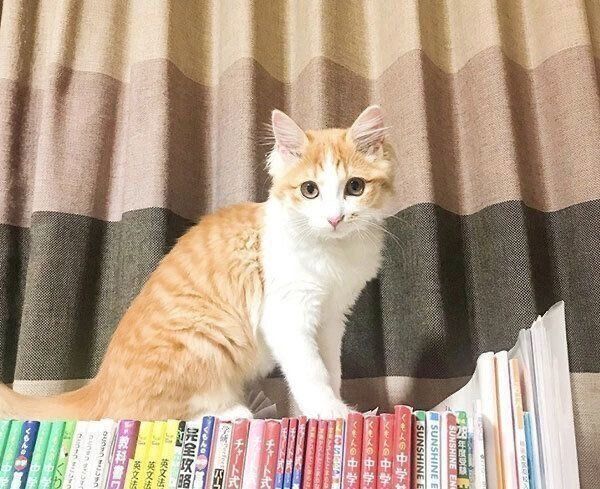 本の上に乗るのぶおちゃん