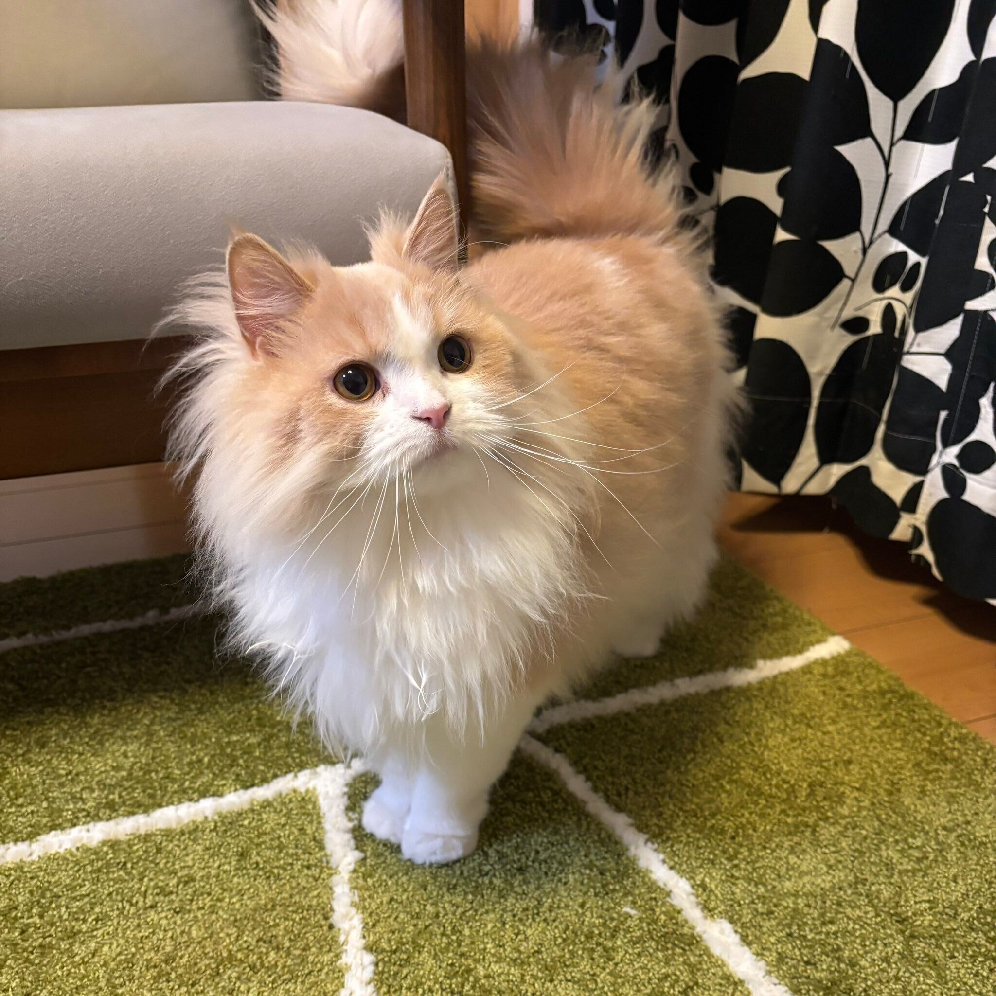 あご下の立派なフサフサが魅力の和音ちゃん