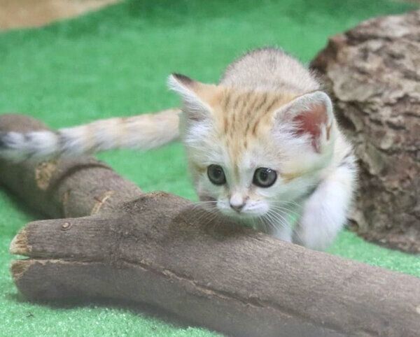 スナネコの赤ちゃん