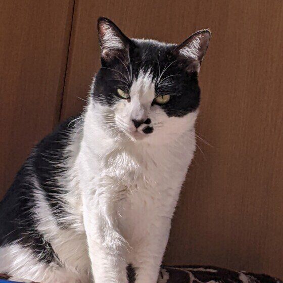 悪い顔をする黒白猫