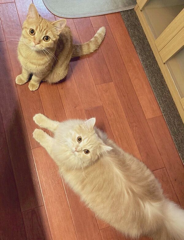 見つめるレイちゃんとハロちゃん