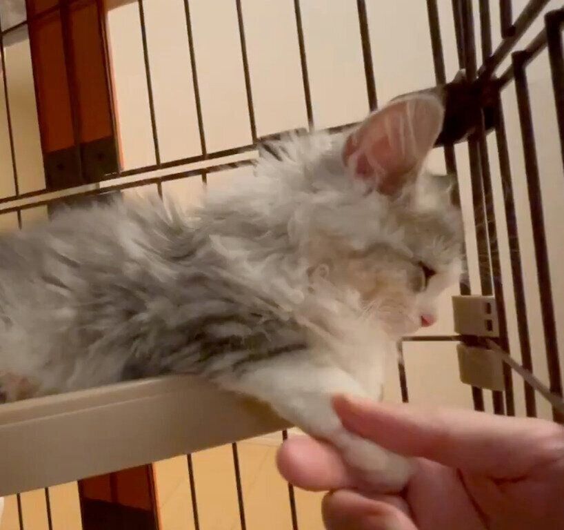 飼い主さんに前足を“にぎにぎ”されるふゆくん