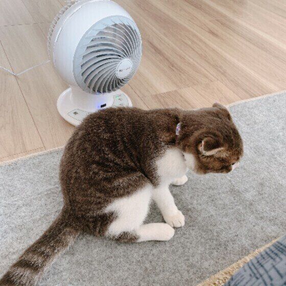 サーキュレーターの前にいるスコティッシュフォールド