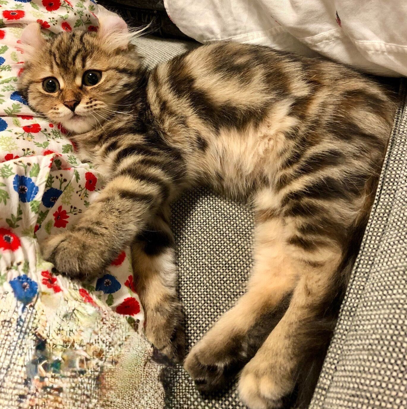 生後4カ月ごろのリボンちゃん