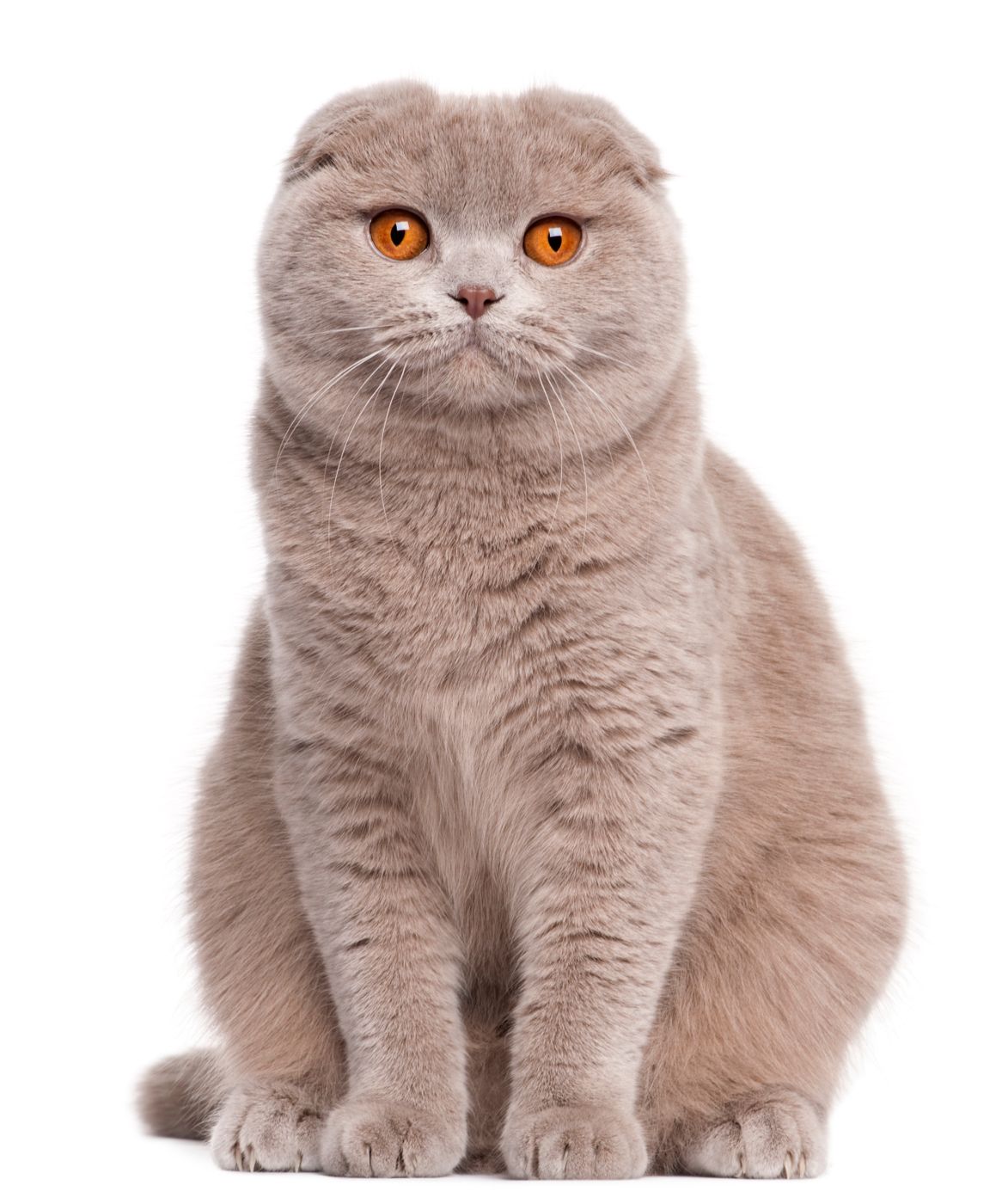 穏やかで甘えん坊 スコティッシュフォールドの性格の特徴 飼い方って ねこのきもちweb Magazine 穏やかで甘えん坊 スコティッシュフォールドの性格の特徴 飼い方って ねこのきもちweb Magazine