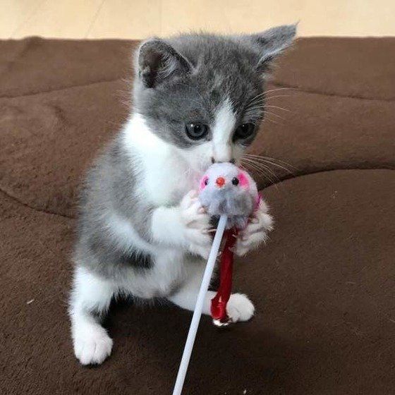 ねこのきもち投稿写真ギャラリー