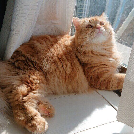 ラガマフィンのカイくん