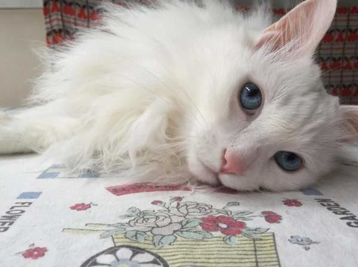 獣医師監修 猫の7歳はシニア期に突入 お世話の見直し方って ねこのきもちweb Magazine