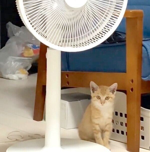 遠くから見つめるハマグリちゃん