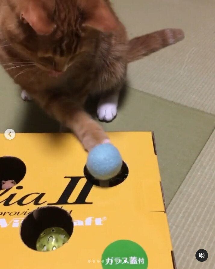 ダンボールモグラたたきとリクちゃん