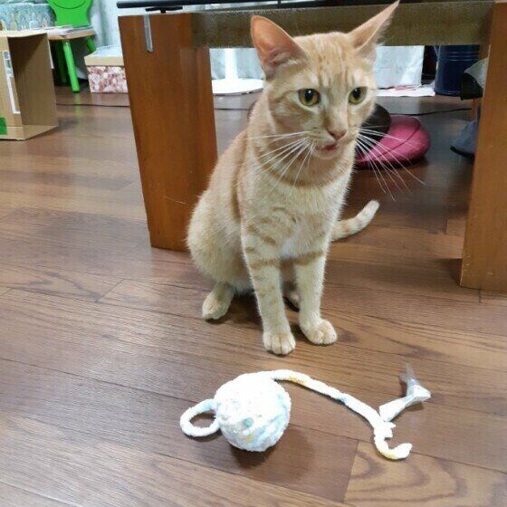 フレーメン反応中のロビンちゃん