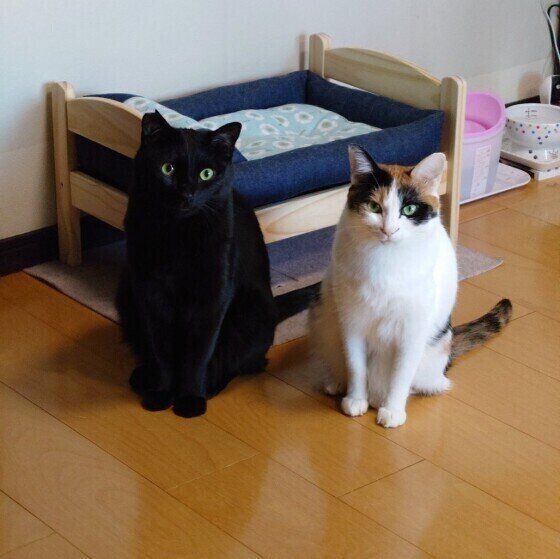 じっと見つめる猫