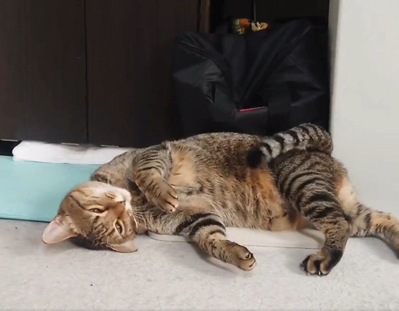 「ゴロン」を見せてくれるもなちゃん