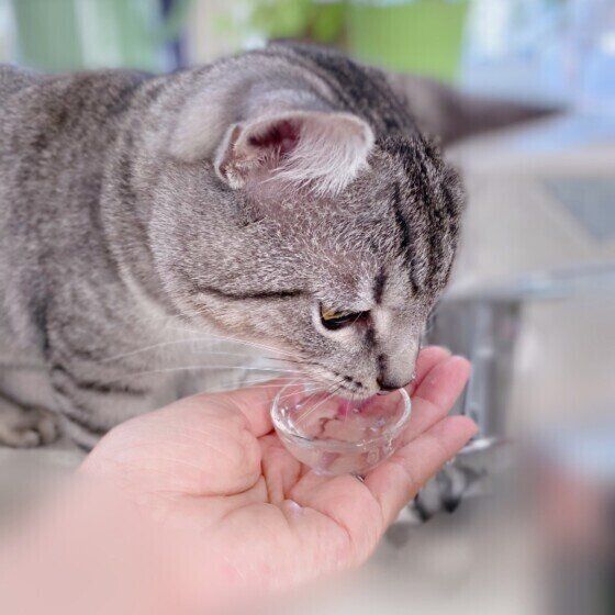 水を飲むマンチカン