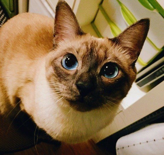 ねこのきもち投稿写真ギャラリー