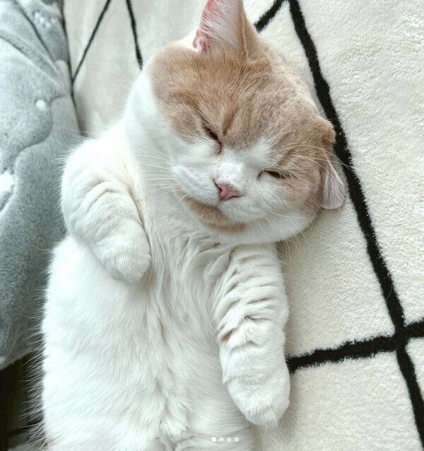 眠るこむぎくん