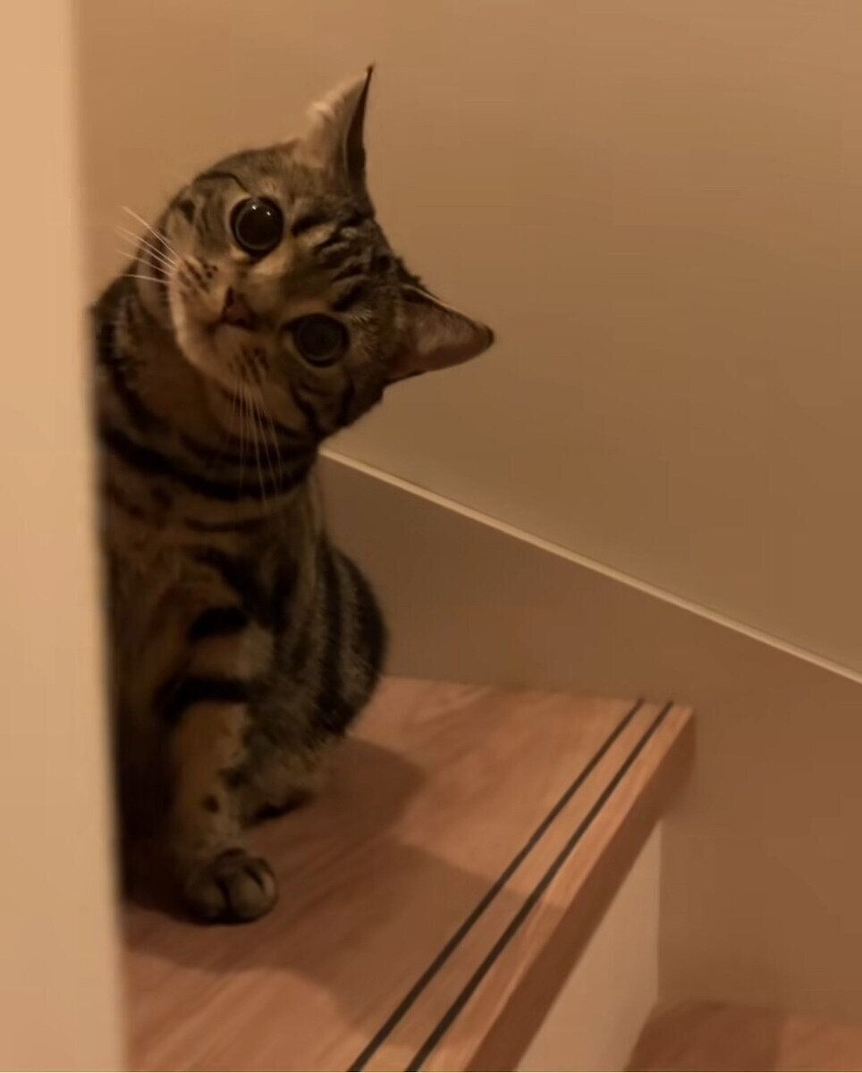 飼い主さんにじらされてしまった？