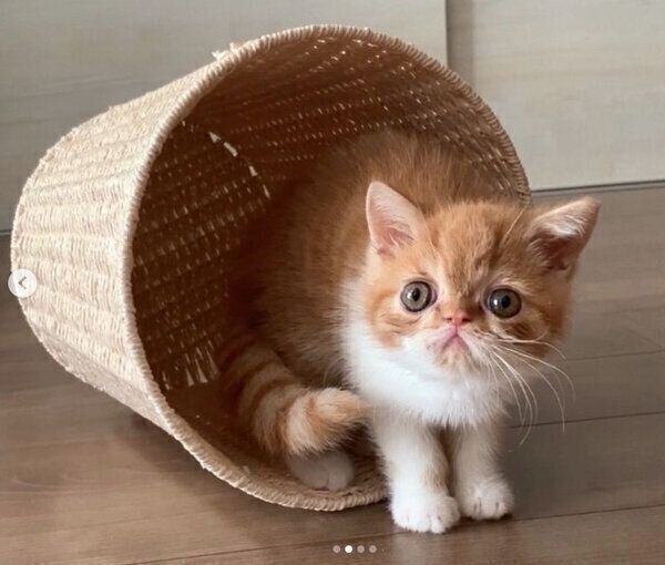 見つめるまめ吉くん