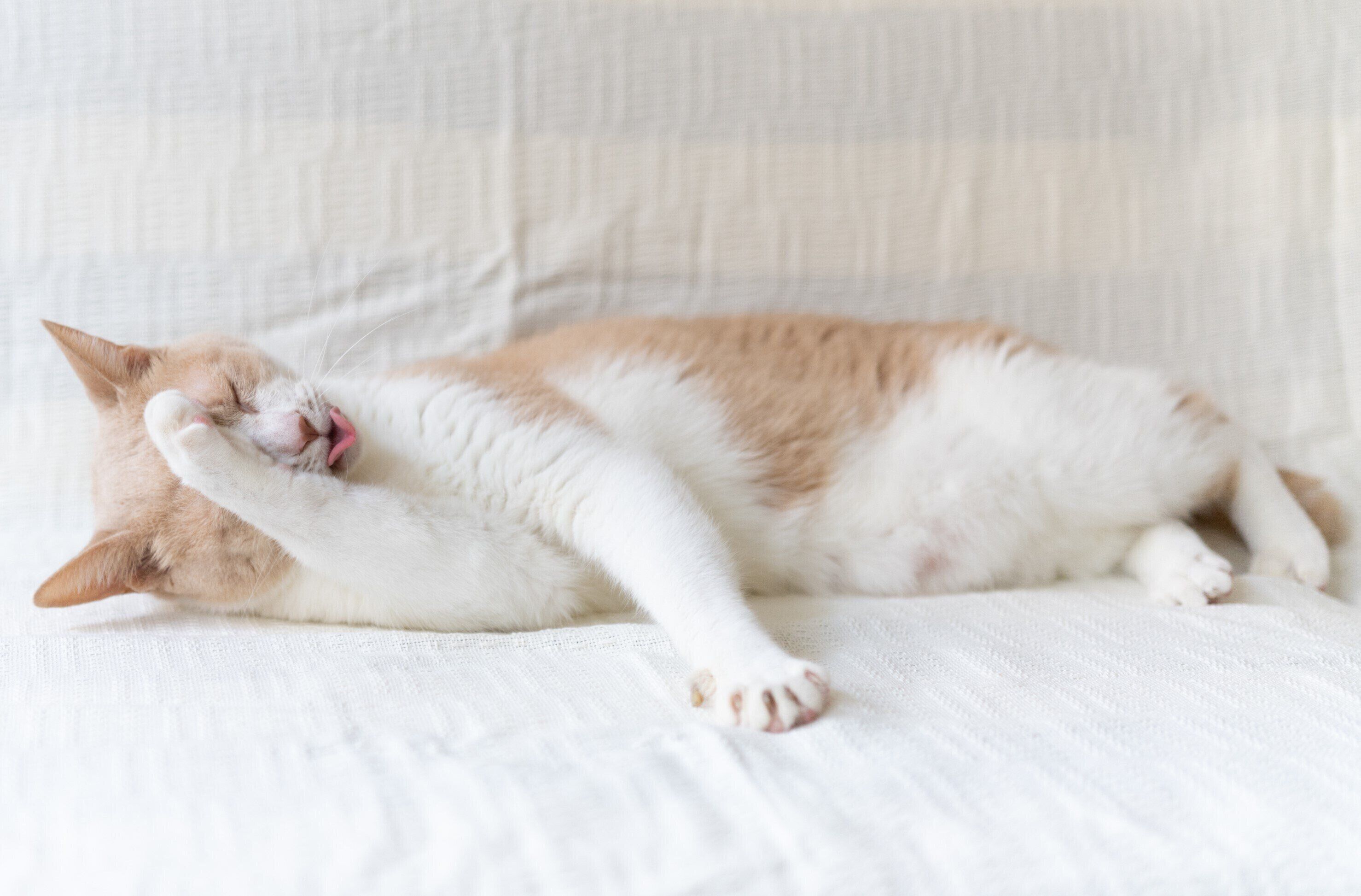 撮影／石原さくら