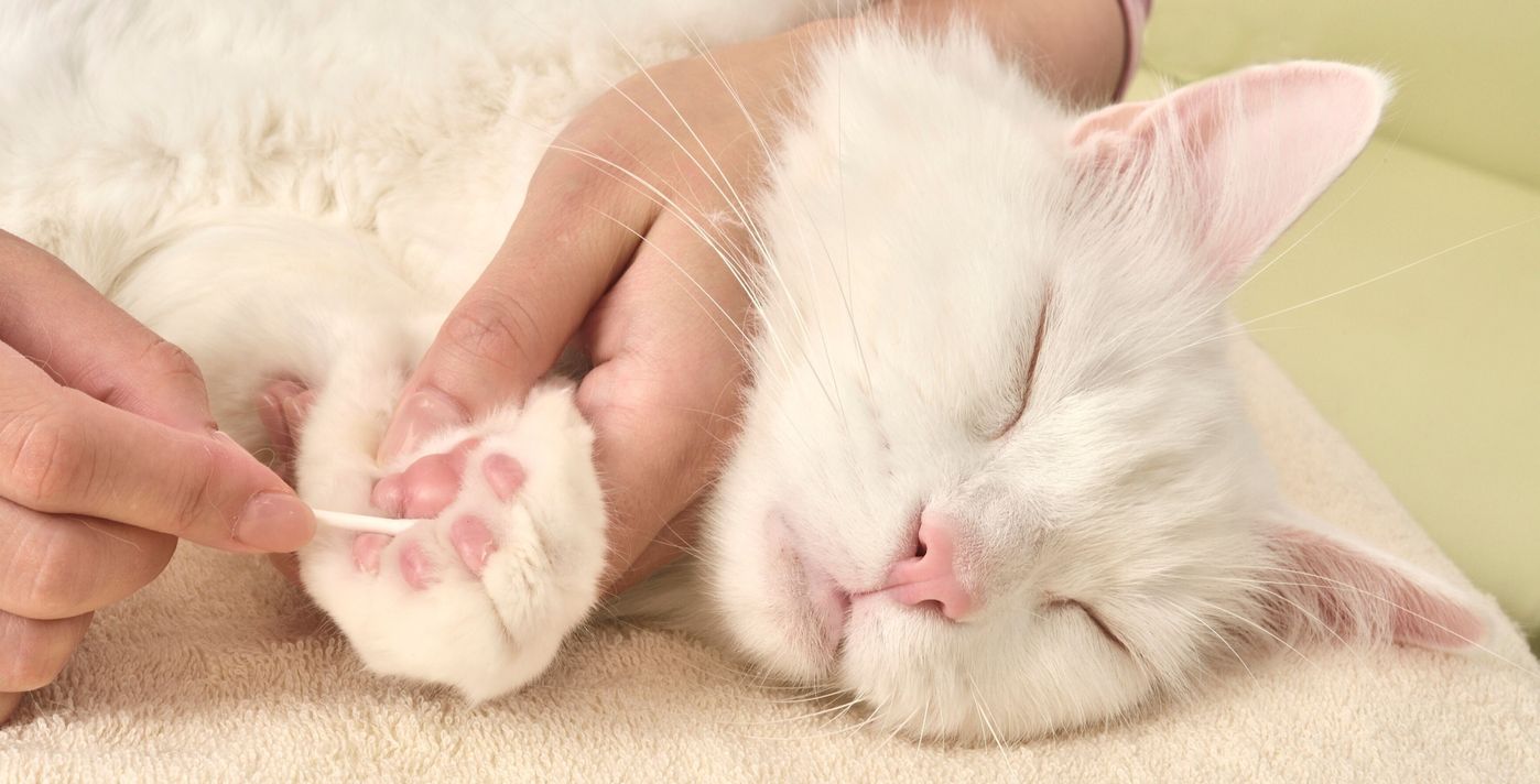 猫の細かい部分もキレイに 綿棒でササッとかんたん愛猫ケア ねこのきもちweb Magazine 猫の細かい部分もキレイに 綿棒でササッとかんたん愛猫ケア ねこのきもちweb Magazine