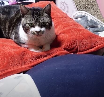 ねこ　リキちゃん