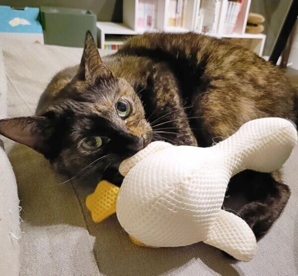 ぬいぐるみで遊ぶ月麦ちゃん。