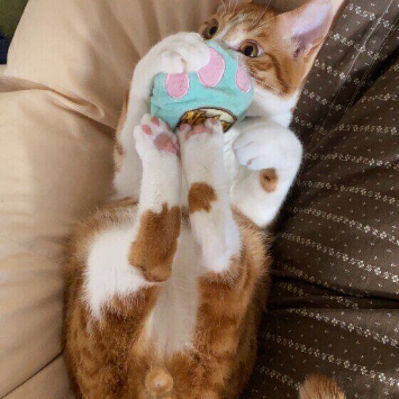 おもちゃに猫キックする茶トラ猫