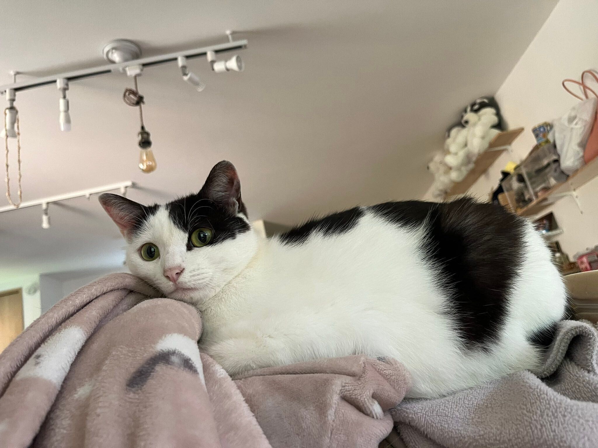 飼い主さんのパジャマの上でくつろぐミシェルちゃん