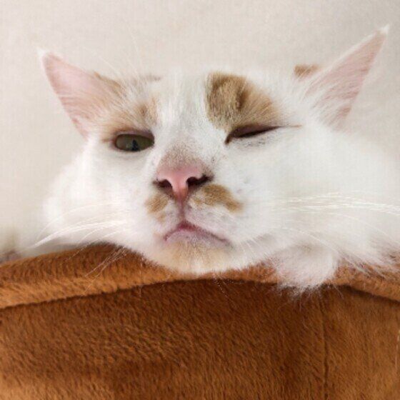 スコティッシュフォールドのたびくん